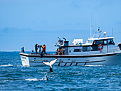 IMAX-Filmteam mit transiantischen Killerwalen (Orca Orcinus) in Monterey Bay, Monterey Bay National Marine Refuge, Kalifornien