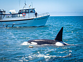 Walbeobachtungsboot mit transiantem Schwertwal (Orca Orcinus) in Monterey Bay, Monterey Bay National Marine Refuge, Kalifornien