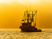 Keine wahre Zuflucht, Squid Fischerboote in Monterey Bay, Monterey Bay National Marine Refuge, Kalifornien
