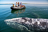 Gray whale mom showing calf underwater, gray whale (Eschrichtius robustus). Editorial Use Only.
