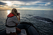Tourist photographing gray whale on Magdalena Bay. Editorial Use Only.