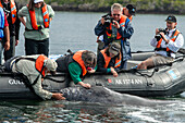 gray whale (Eschrichtius robustus), tourist petting whale calf.Magdalena Bay. Editorial Use Only.