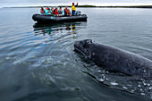 gray whale (Eschrichtius robustus) gray whale with tourists, mothers and calf. Editorial Use Only.