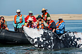 Gray whale (Eschrichtius robustus) with tourist in background. Magdalena Bay Editorial Use Only.