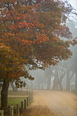 Colorful leaves, road and trees during Autumn season