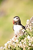 Atlantic puffin (Fratercula arctica) perching in a patch of blooming flowers, Skellig Michael, Republic of Ireland
