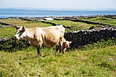 Kuh und ihr Kalb stehen auf einer Weide mit dem Meer in der Ferne, Inishmore, Republik Irland