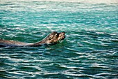 Ecuador, Galapagos-Inseln, Seelöwen schwimmen im Meer