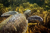 Ecuador, Galapagos-Inseln, Meeresschildkröte schwimmen im Meer