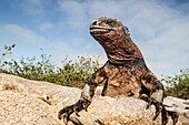 Ecuador, Galapagos Islands, Marine iguana sunning on rock