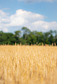 A tall wheat strand peeks out above the rest of the field outside of Louisville, Kentucky.