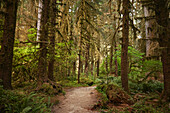 Wanderer POV auf einem Pfad im Hoh Rain Forest National Park auf der Olympic-Halbinsel im US-Bundesstaat Washington