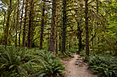 Hikers POV on a trail with lush green ferns in the Hoh Rain Forest National Park on the Olympic Peninsula in Washington State