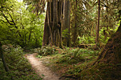 Wanderer POV auf einem Pfad im Hoh Rain Forest National Park auf der Olympic-Halbinsel im US-Bundesstaat Washington