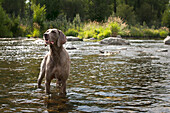 Grey Weimaraner standing in water. - dogs