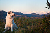 Great Pyrenees sitting in high grass at sunset with a mountain range in background