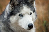 Closeup of a Husky sitting in high grass. - dogs