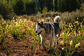 Husky walking through a field of high grass at sunset.