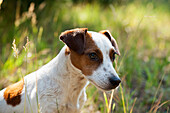 Jack Russell terrier sitting in high grass looking calm. - dogs