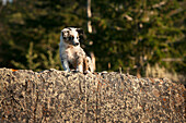 Ein australischer Schäferhund, der auf einem Felsen sitzt und nach unten schaut