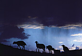 Silhouette einer Schafherde bei Sonnenuntergang, Türkei