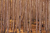 Birch tree trunks in a forest, Aspen, Pitkin County, Colorado, USA