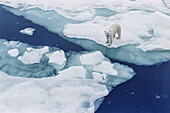 Eisbär läuft auf schwimmendem Eisberg in der Arktis