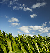 Tops of healthy maize/corn leaves against blue sky