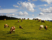 Dairy herd of cows grazing on grassy pasture land