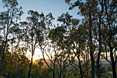 Am späten Nachmittag scheint Sonnenlicht durch Gum Trees im Lamington National Park