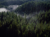 Aerial of pine tree forest with mist rising through the valleys