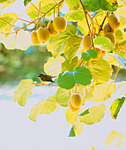 New Zealand Fantail (Rhipidura Fulginosa) perched on Kiwifruit vine covered in mature Kiwifruit