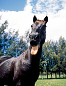 Black horse standing in field sticking out his tounge