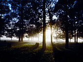 Nebel und Morgensonne scheinen durch Bäume