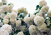 Snowball tree flowers