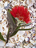 Pohutakawa flower on bed of shells