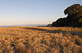Blick über die grasbewachsene Küste und das Meer in Richtung der Hügel von Hawkes Bay