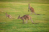 Three Kangaroos on grassy field