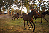 Thouroughbred horses running past gumtrees