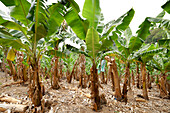 Looking between rows of banana palms