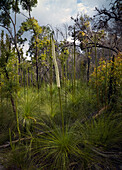Group of Xanthorrhoea gowing amongst native Australian vegetation