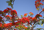 Looking up red flowers of Flame Tree against blue sky