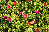 Heart leafted ice plant covered in red flower