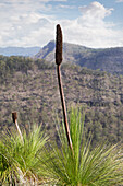 Samenkopf des einheimischen Xanthorrhoea-Grases, das in den Hügeln des Lamington National Park wächst
