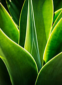 Close up of Agave