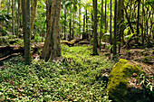 Rain Forest floor showing tree, foliage, rocks and moss
