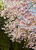Hanging branches of flowering cherry blossom tree