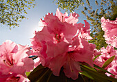 Nahaufnahme von rosa Azaleenblüten gegen den blauen Himmel