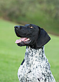 Head and shoulders of black and white German Shorthaired Pointer