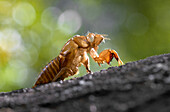 Leere Zikadenschale auf Baumstamm